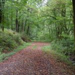 Ferienwohnung Küper - Waldweg