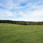 Ferienwohnung Küper - Wald und Wiese